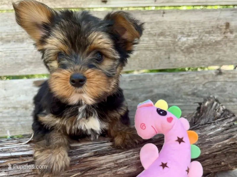 Peanut – Yorkshire Terrier puppy for sale in Austin, TX