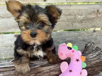 Peanut, a female Yorkshire Terrier for sale in Austin, TX – 1 of 1