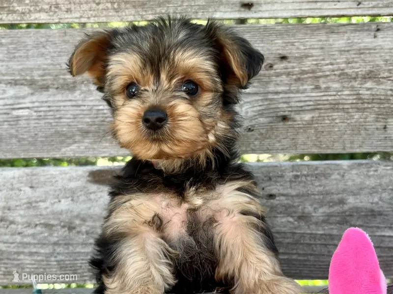 Sweetie – Yorkshire Terrier puppy for sale in Austin, TX