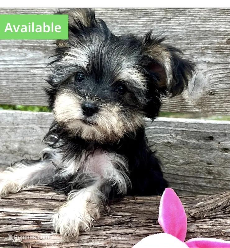 Peaches – Morkie puppy for sale in Austin, TX