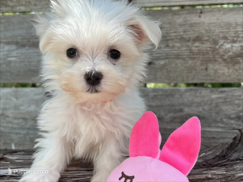 Teensie – Maltese puppy for sale in Austin, TX