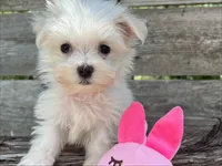 Teensie, a female Maltese for sale in Austin, TX – 1 of 1