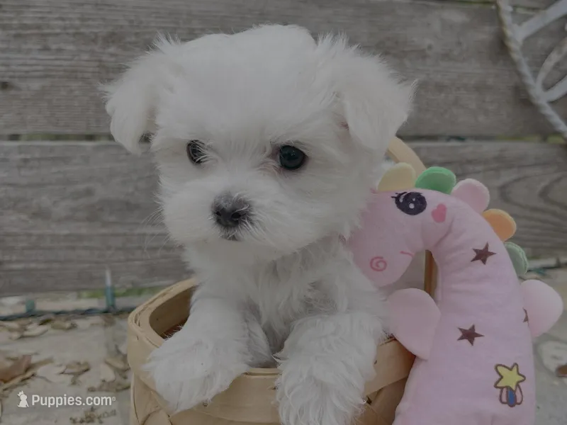 Wendy – Maltese puppy for sale in Austin, TX