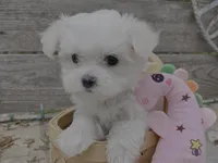 Wendy, a female Maltese for sale in Austin, TX – 1 of 1