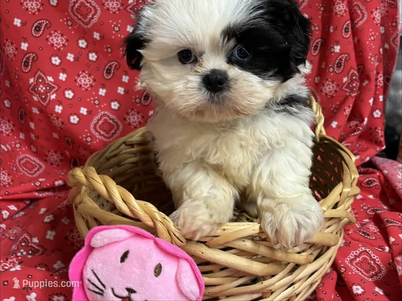 Reina – Shih Tzu puppy for sale in Austin, TX