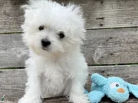 Tofu, a male Maltese for sale in Austin, TX – 1 of 1