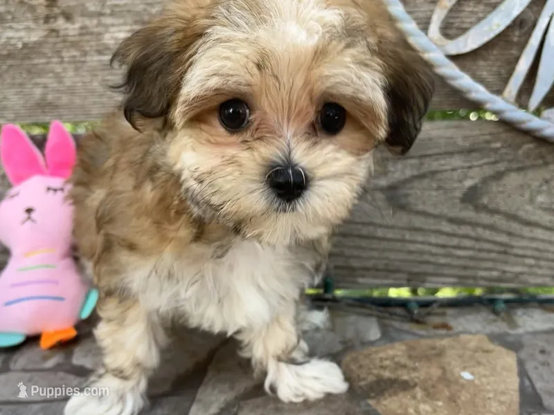 Ginger – Morkie puppy for sale in Austin, TX