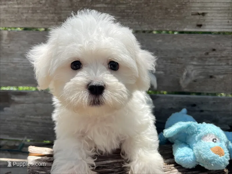 Beau – Maltese puppy for sale in Austin, TX