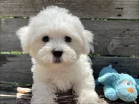 Beau, a male Maltese for sale in Austin, TX – 1 of 1