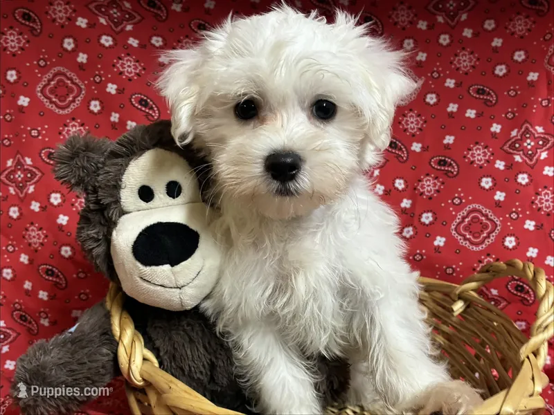 Finn – Maltese puppy for sale in Austin, TX