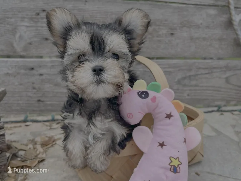 CoCo – Morkie puppy for sale in Austin, TX