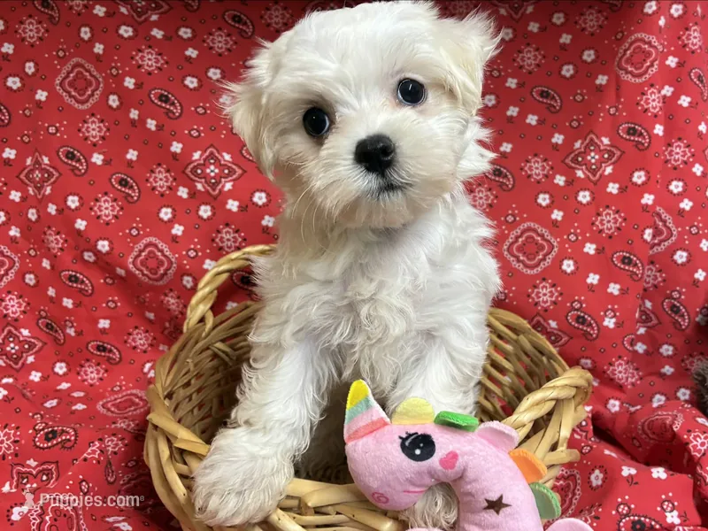Sugar – Maltese puppy for sale in Austin, TX
