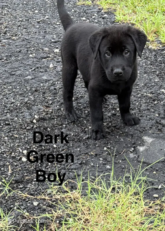 Kodiak – Labrador Retriever puppy for sale in New Bern, NC