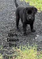 Kodiak, a male Labrador Retriever for sale in New Bern, NC – 1 of 1