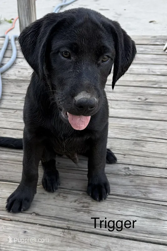 Trigger – Labrador Retriever puppy for sale in New Bern, NC