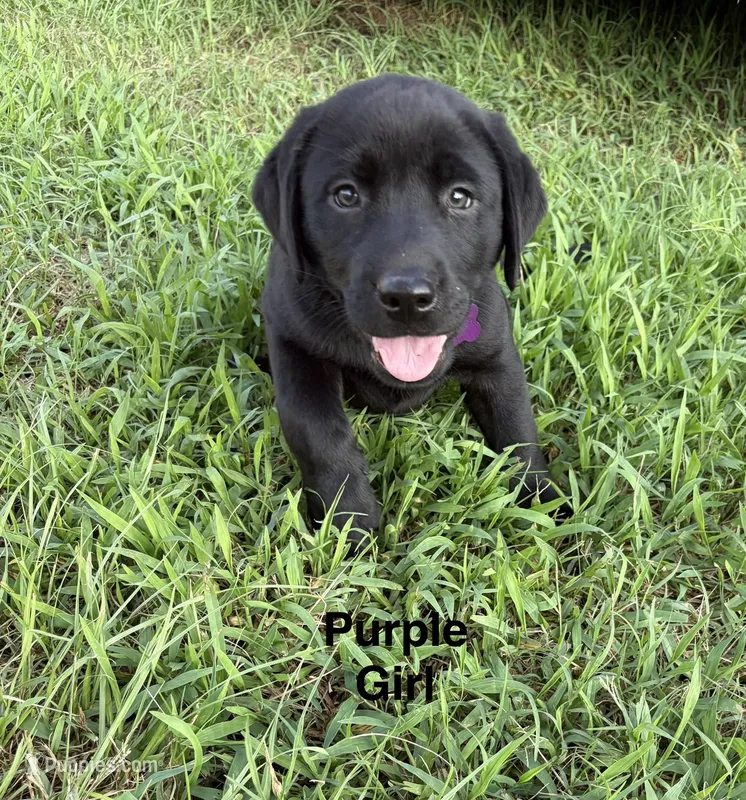 Arrow – Labrador Retriever puppy for sale in New Bern, NC