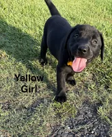 Remi, a female Labrador Retriever for sale in New Bern, NC – 1 of 3