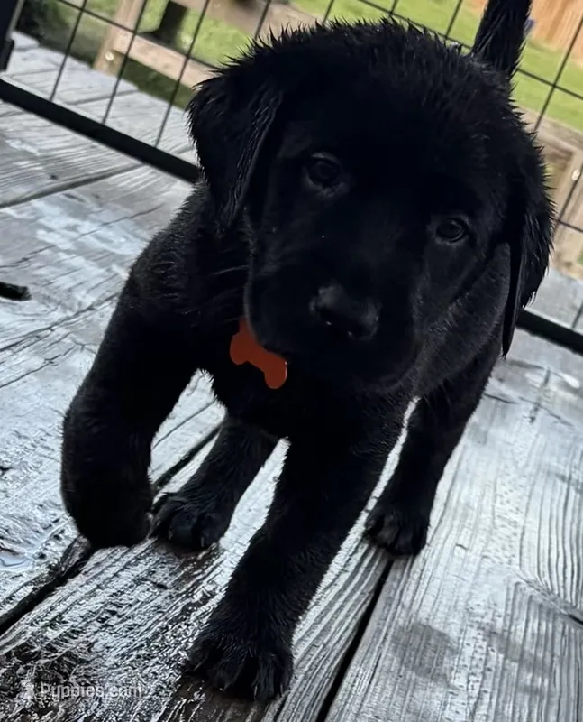Trigger – Labrador Retriever puppy for sale in New Bern, NC