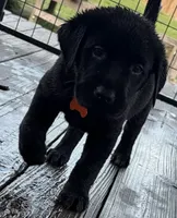 Trigger, a male Labrador Retriever for sale in New Bern, NC – 1 of 1