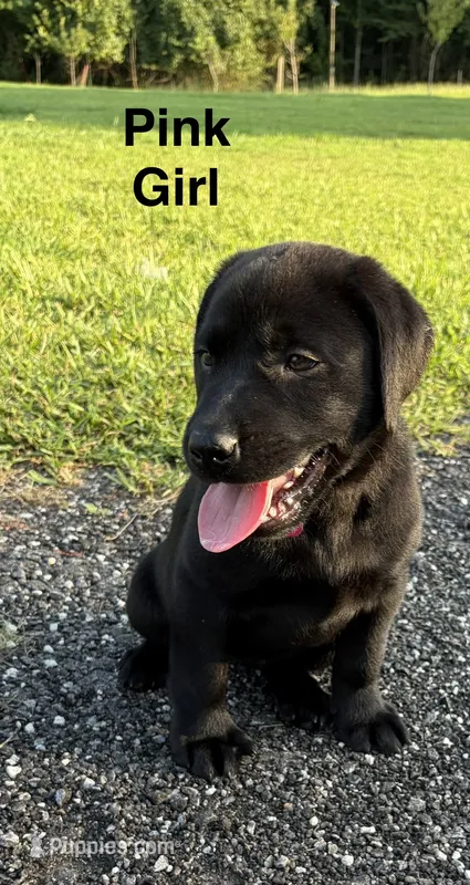 Oakley – Labrador Retriever puppy for sale in New Bern, NC