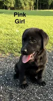 Oakley, a female Labrador Retriever for sale in New Bern, NC – 1 of 2
