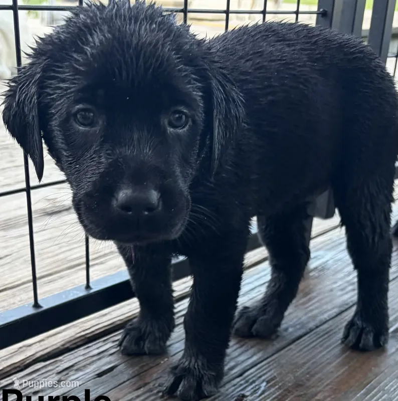 Arrow – Labrador Retriever puppy for sale in New Bern, NC