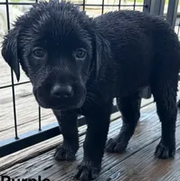 Arrow, a female Labrador Retriever for sale in New Bern, NC – 1 of 1
