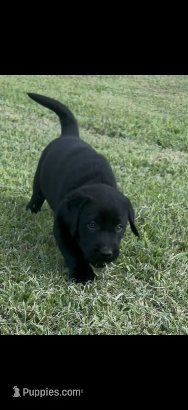 Duke – Labrador Retriever puppy for sale in New Bern, NC