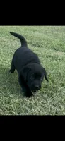 Duke, a male Labrador Retriever for sale in New Bern, NC – 1 of 1