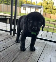 Kodiak, a male Labrador Retriever for sale in New Bern, NC – 1 of 1