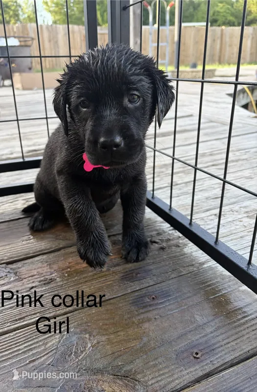 Oakley – Labrador Retriever puppy for sale in New Bern, NC
