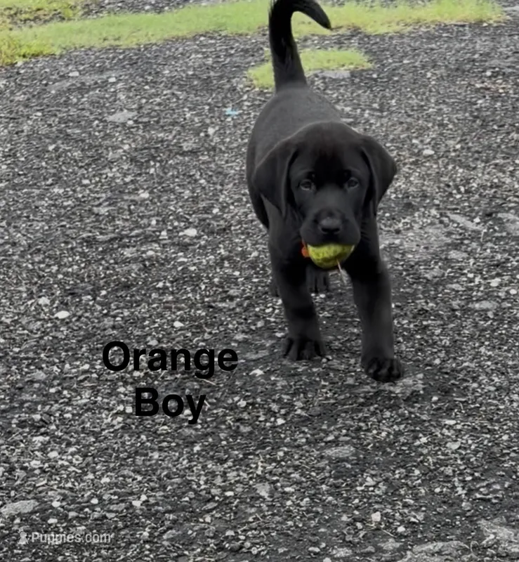 Trigger – Labrador Retriever puppy for sale in New Bern, NC