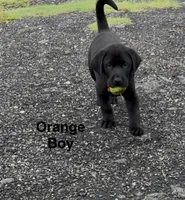 Trigger, a male Labrador Retriever for sale in New Bern, NC – 1 of 2