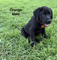 Trigger, a male Labrador Retriever for sale in New Bern, NC – 2 of 2