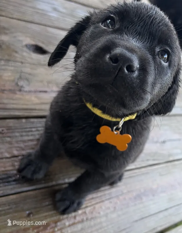 Remi – Labrador Retriever puppy for sale in New Bern, NC