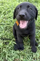 Remi, a female Labrador Retriever for sale in New Bern, NC – 3 of 3