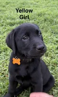 Remi, a female Labrador Retriever for sale in New Bern, NC – 2 of 3
