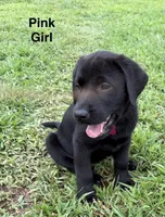 Oakley, a female Labrador Retriever for sale in New Bern, NC – 2 of 2