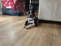 Teddy, a male Boston Terrier for sale in Florence, KY – 3 of 3