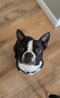 Teddy, a male Boston Terrier for sale in Florence, KY – 2 of 3