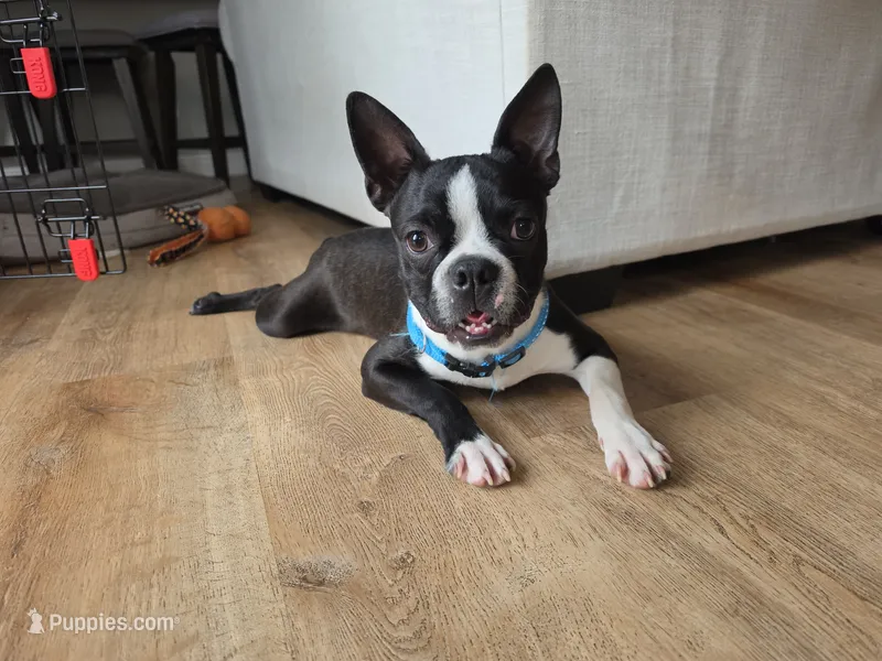Teddy – Boston Terrier puppy for sale in Florence, KY