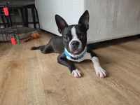Teddy, a male Boston Terrier for sale in Florence, KY – 1 of 3