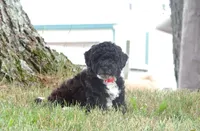 Buddy , a male Pembroke Welsh Corgi and Poodle - Miniature  for sale in Elliottsburg, PA – 2 of 2
