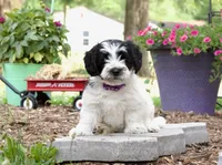 Bandit , a male Pembroke Welsh Corgi and Poodle - Miniature  for sale in Elliottsburg, PA – 2 of 3