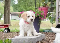 Blossom , a female Pembroke Welsh Corgi and Poodle - Miniature  for sale in Elliottsburg, PA – 2 of 3