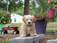 Butterscotch , a male Pembroke Welsh Corgi and Poodle - Miniature  for sale in Elliottsburg, PA – 2 of 3