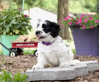 Bandit , a male Pembroke Welsh Corgi and Poodle - Miniature  for sale in Elliottsburg, PA – 3 of 3