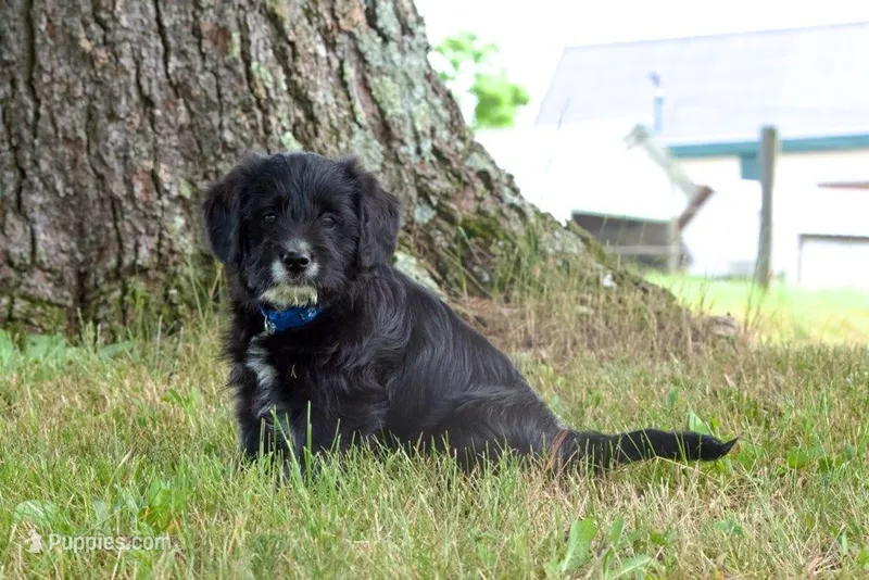 Blackie – Pembroke Welsh Corgi, Poodle - Miniature  puppy for sale in Elliottsburg, PA