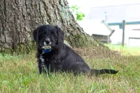 Blackie , a male Pembroke Welsh Corgi and Poodle - Miniature  for sale in Elliottsburg, PA – 2 of 3