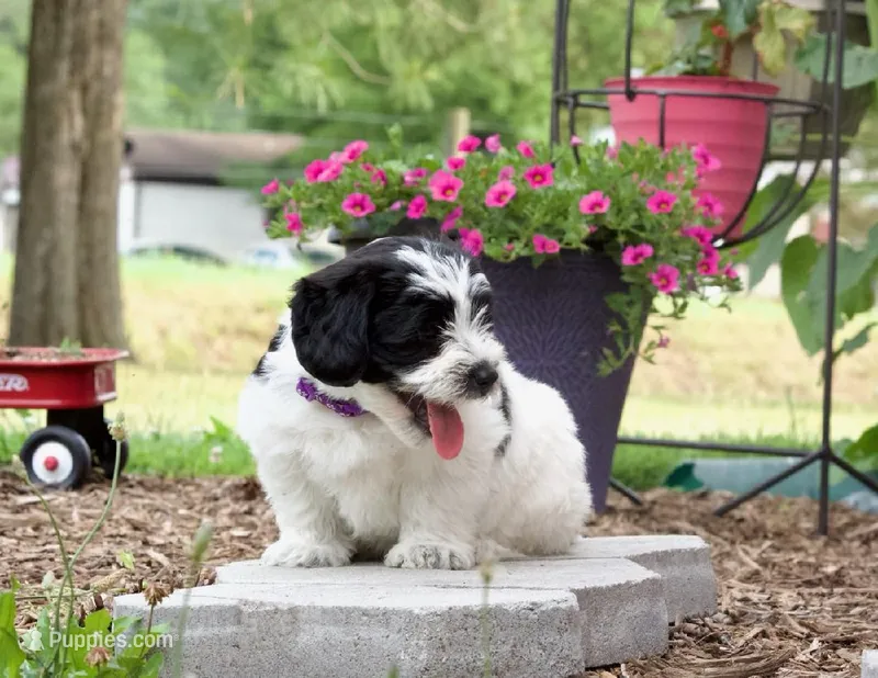 Bandit  – Pembroke Welsh Corgi, Poodle - Miniature  puppy for sale in Elliottsburg, PA